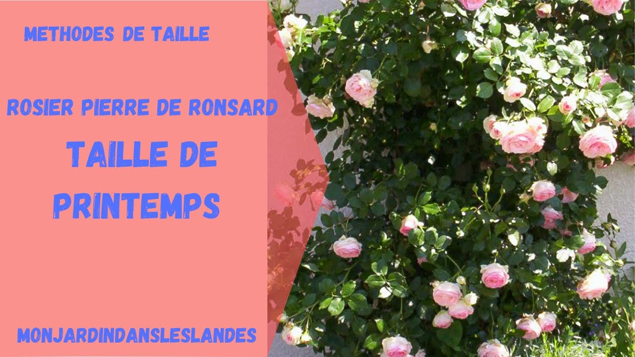 Rosier 'Pierre de Ronsard', taille de printemps - Monjardindansleslandes -  thptnganamst.edu.vn