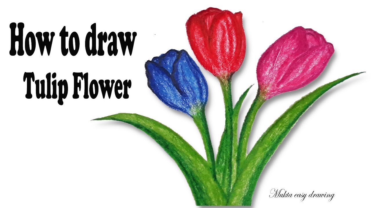 How to draw Tulip Flower.Step by step (Easy draw) - YouTube