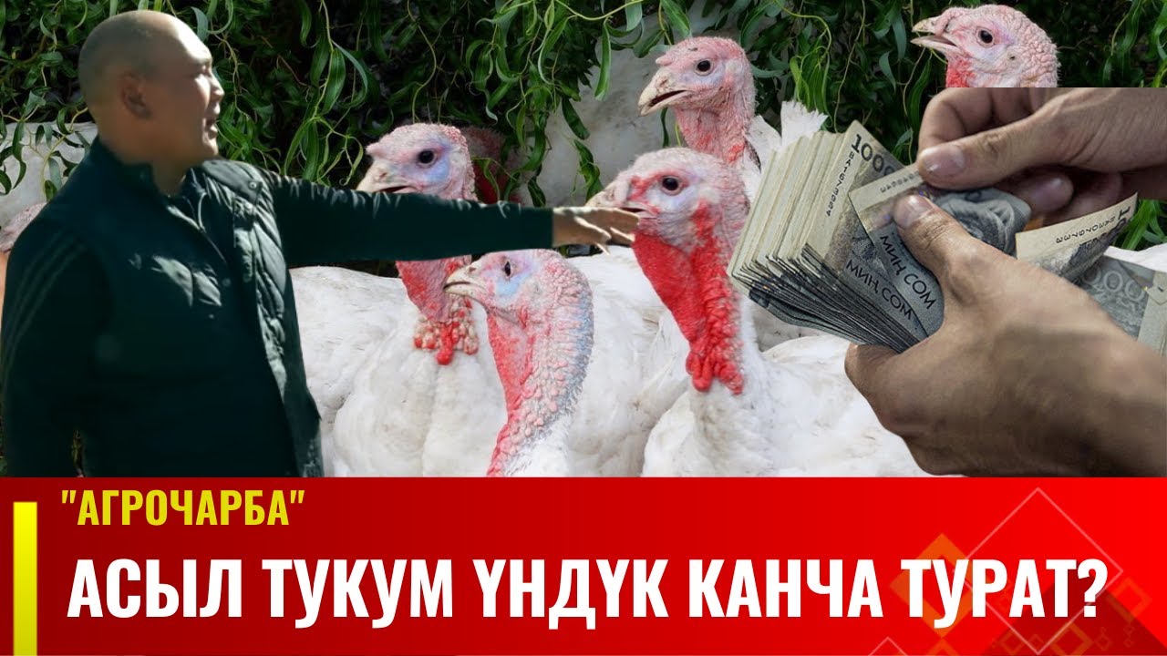 Асыл тукум үндүк канча турат? | Агрочарба
