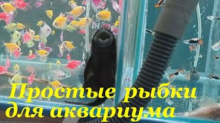 Неприхотливые аквариумные рыбки Пересадка анциструсов