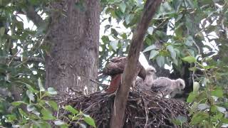 05/27/23 Red-Tailed Hawk Nest Renton Wa 3182-155