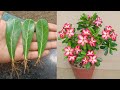 How to Grow Adenium Plant From Leaves , Rooting Hormone | Grow Adenium Plant From Cutting At Home