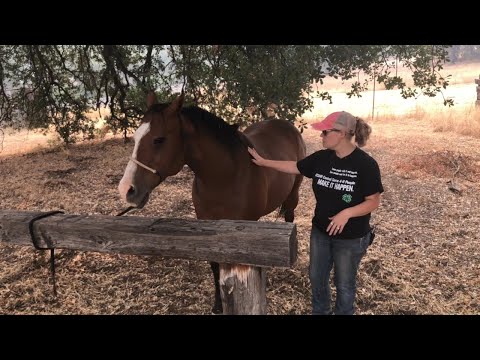 Horse safety - Learning how to approach a horse and how to safely move around horses.