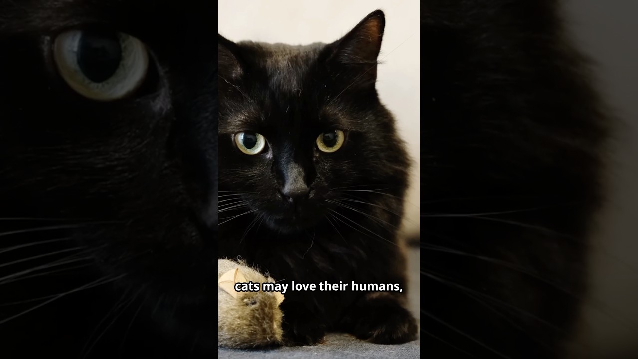 Why Are Cats So Aloof? Feline Independence Explained 