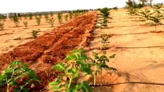 SpaceVision Group - Green Acres Farmland - Malabar Neem plantation