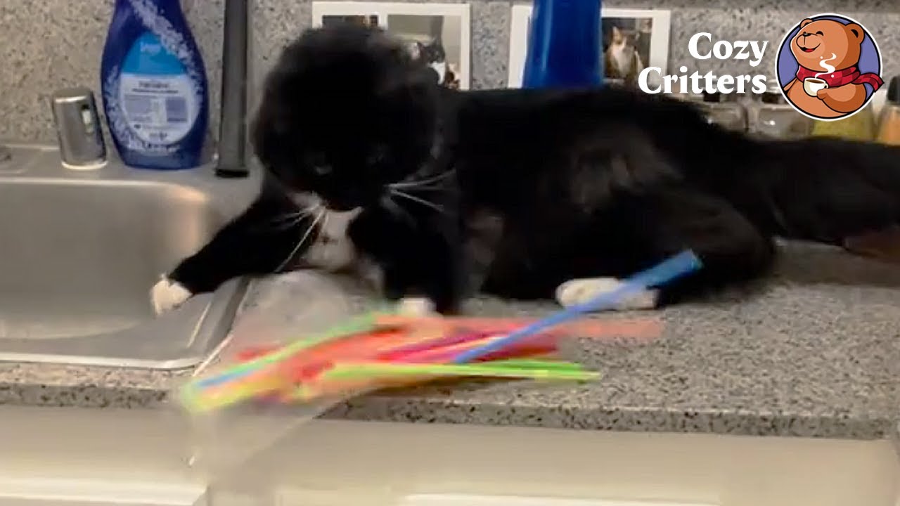 The Cat That Turns Every Day Into Adorable Chaos | Cozy Critters