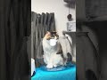 今日のミクとゆの