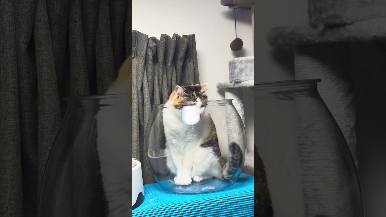 今日のミクとゆの