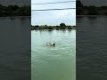 #swimming #vairalvideo #vairal #maharashtra #enjoy #swimmingpool #shetkari #shetkaripor