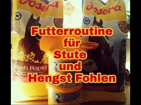[FMA] Meine Futterroutine für Stute und mein erstes eigenes Hengst Fohlen #josera