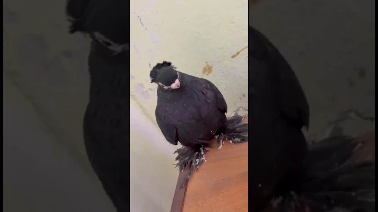 Узбекские голуби Pigeons الحمام Tauben  merpati کبوتر 鴿子 ハトkaʙūtar güvercinler porumbei 1/03/26