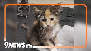 Rare male calico kitten  lands at Colorado shelter