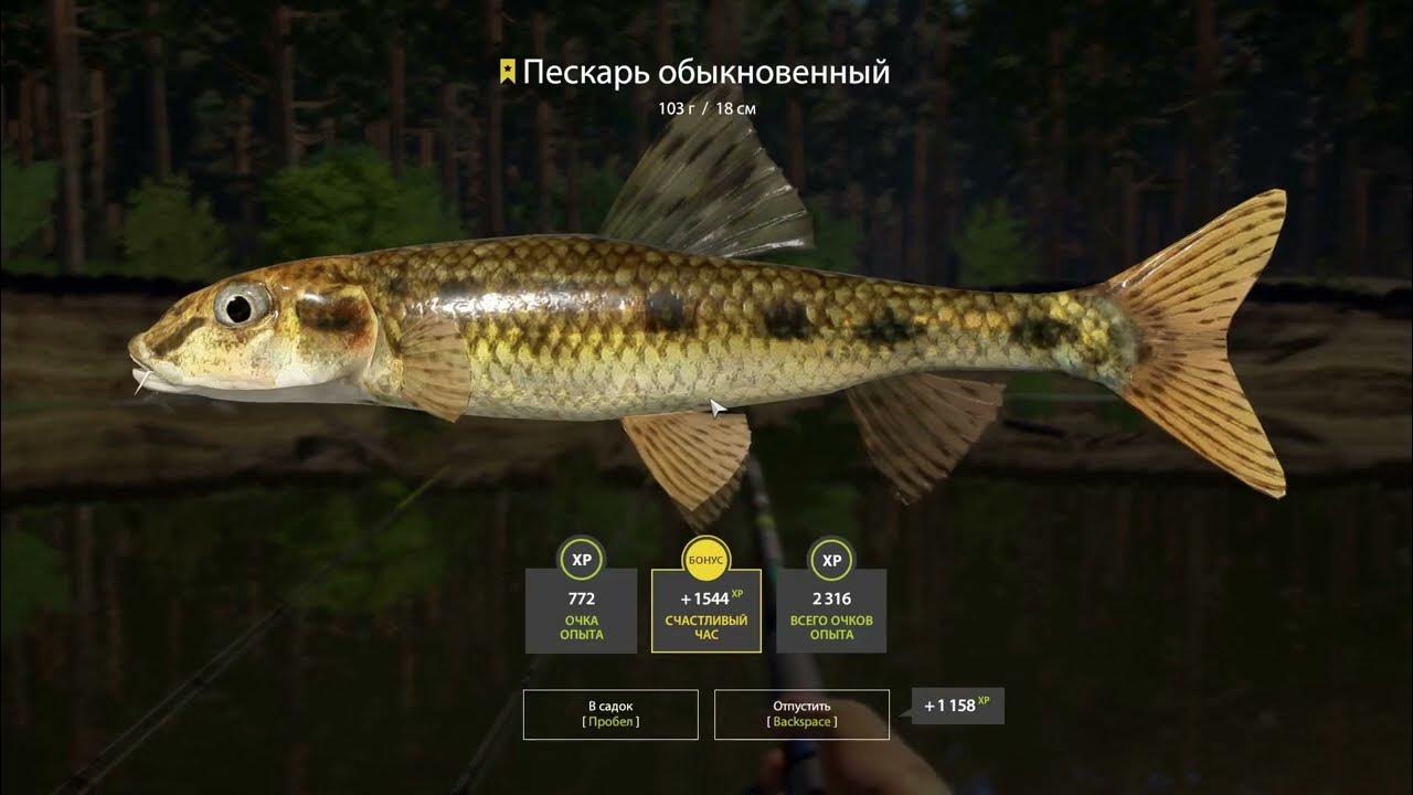 Сибирский пескарь. Подуст рр4. Пескарь ерш. Трофейный пескарь. Вьюнок рр4.