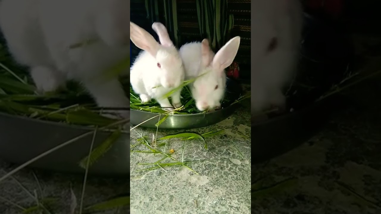 Rabbit WhatsApp Status ! Rabbit WhatsApp Status Video ! Animal WhatsApp Status 
