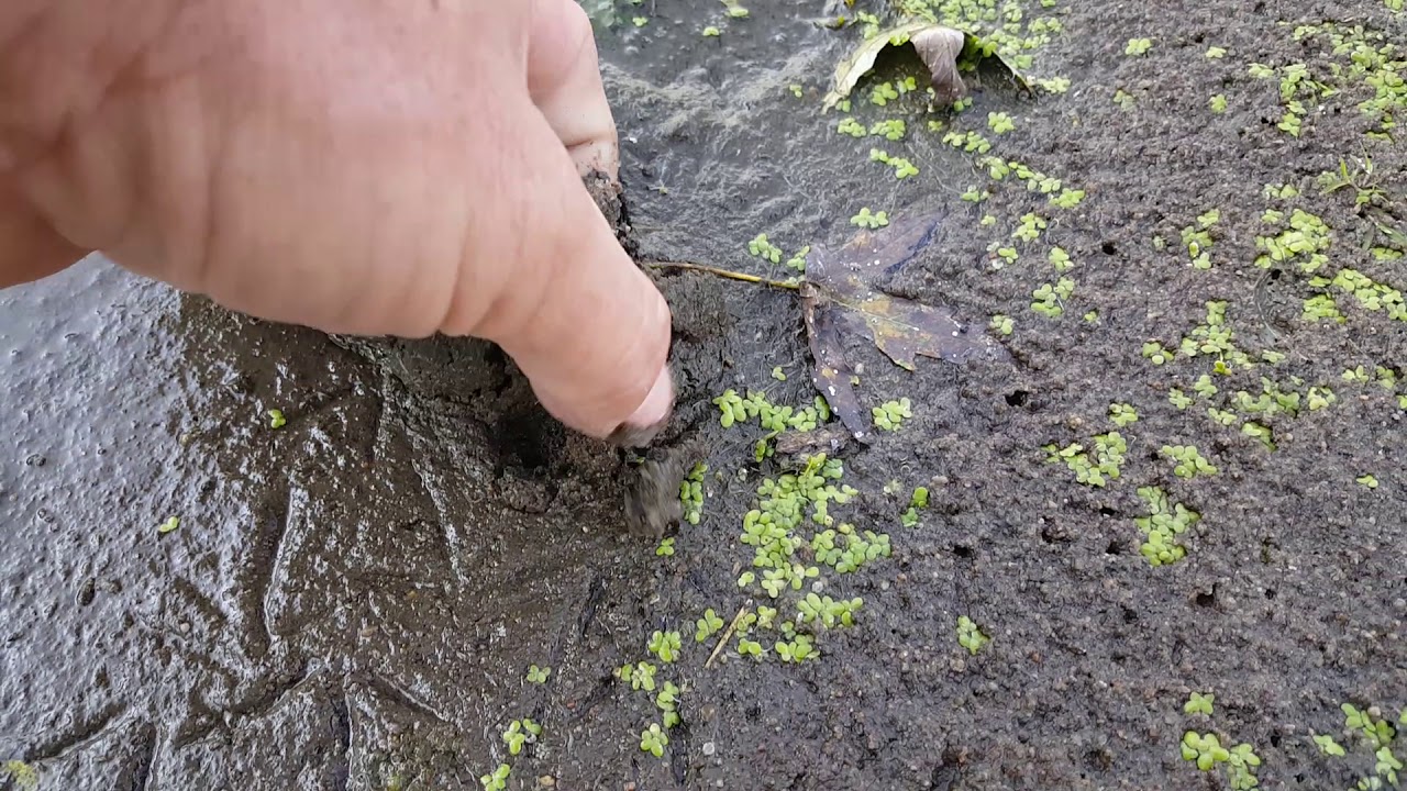 Spiny Softshell (Apalone spinifera) - 20190902 173440