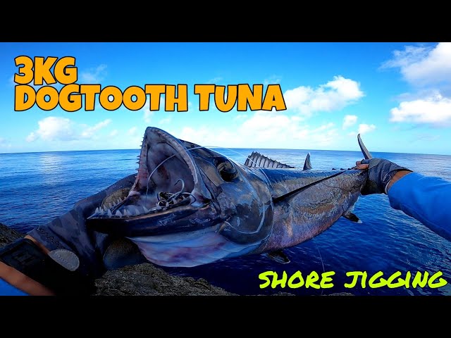 JIGGING DOGTOOTH TUNA INSANE HOOKUPS 