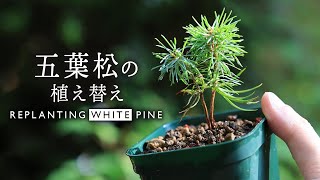 Goyomatsu replanting Stock standing challenge 1 year after
