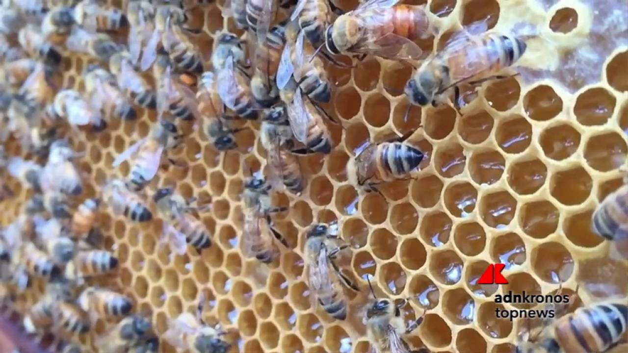 L'arnia rivoluzionaria, produce miele senza danneggiare le api YouTube L'arnia rivoluzionaria, produce miele senza danneggiare le api YouTube