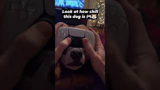 ps5 dog joystick | Funny Videos #shorts