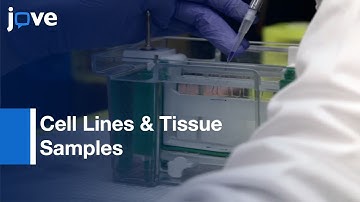 Measuring Activity Of Deubiquitinating Enzymes In Cell Lines & Tissue Samples l Protocol Preview