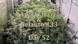 Apollo Haze & Gelauto #33 - Day 52 - Mephisto Genetics