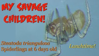 My Savage Children HD 1080p
Quick update on my newborn Steatoda triangulosa: they are hungry! All the time!
Before anyone asks: they are 1.2mm long. Tiny. My Savage Children HD 1080p