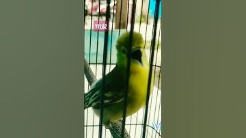 tidak butuh waktu lama.. cipoh/sirtu malas bunyi jd ikutan gacor..
