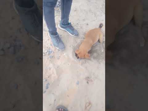 Ye dekhiye kutta kya dhundh raha hai