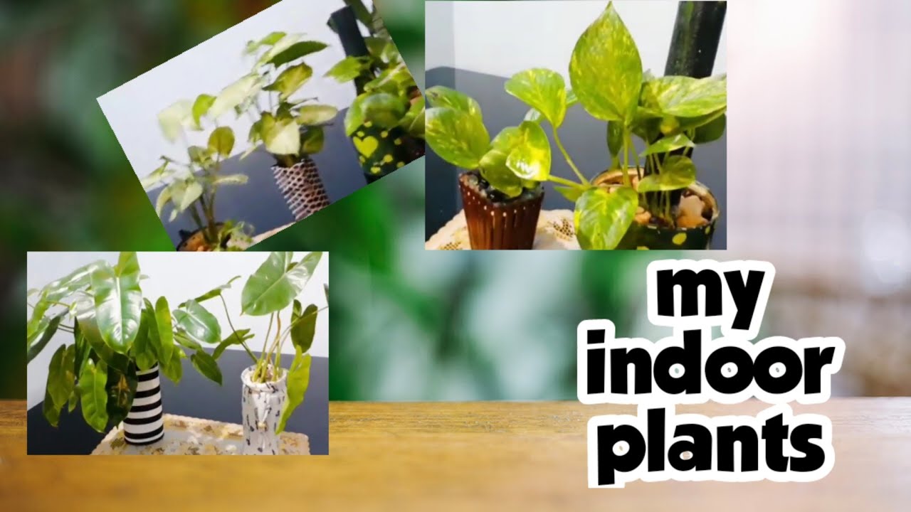 Remaking video of our indoor plant collections