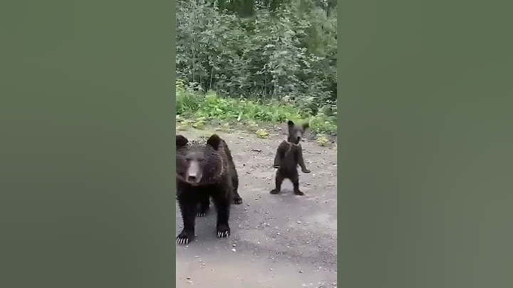 Мама-медведица пришла просить помощи у людей🐺🥺 #животные #медведь #shorts
