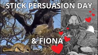 Stick Persuasion Day 🥢🦅🦅Fiona 🐿️🤣 & Strong Love of Jackie & Shadow ❤️🥰