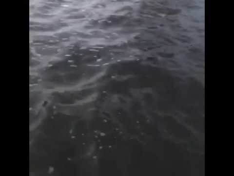 Jet Skiers Find Dead Body Floating In The East River Nyc New York Youtube