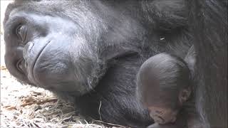 Gorilla Duni and Her Little Girl Mobi