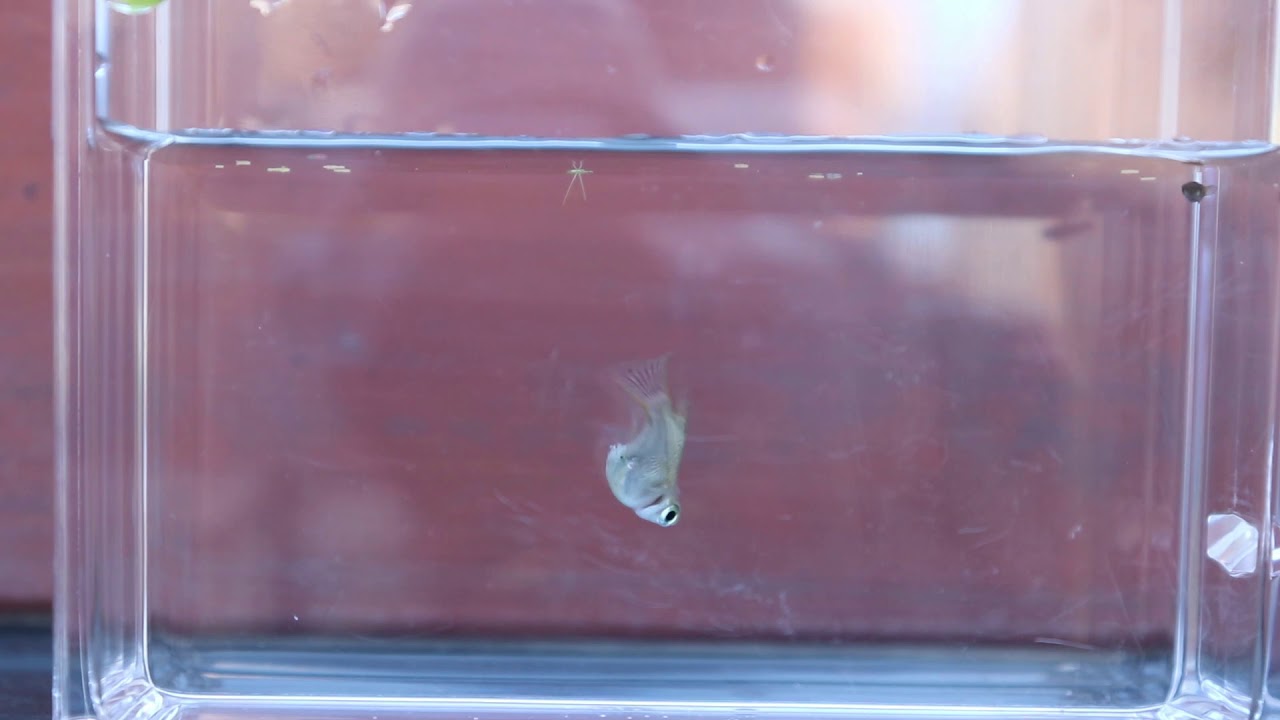 薩摩のメダカ屋さん 動画 逆さめだか