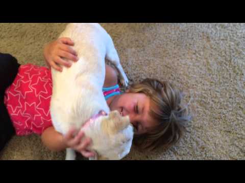 Little Girl Kissing Dog