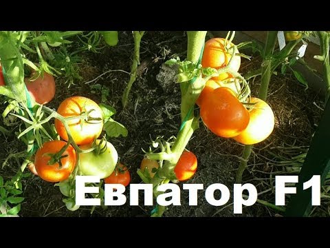 Томаты Сорт Евпатор Фото