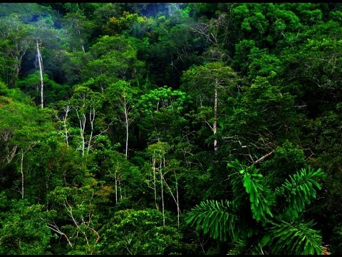 ილია შაპირა და ალექსანდრე ზოგასი – გამწვანების პროექტები საქართველოში