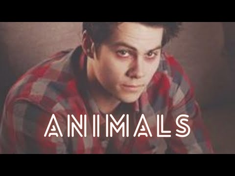 Multimale - Animals