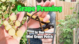 Grapevine TLC: Pruning Our Mini Grape Patch!