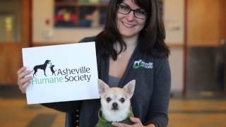 AHS Staff Thank You by AshevilleHumane 429 views 7 years ago 1 minute