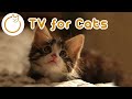 TV For Cats! Relaxing Music and Nature Footage Video For Cats 🐱NEW