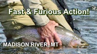 One Hour on the MADISON RIVER:  Fast and Furious Fly Fishing!