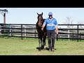 LOT 1019 Diatonic x Abr Al Hudood FILLY