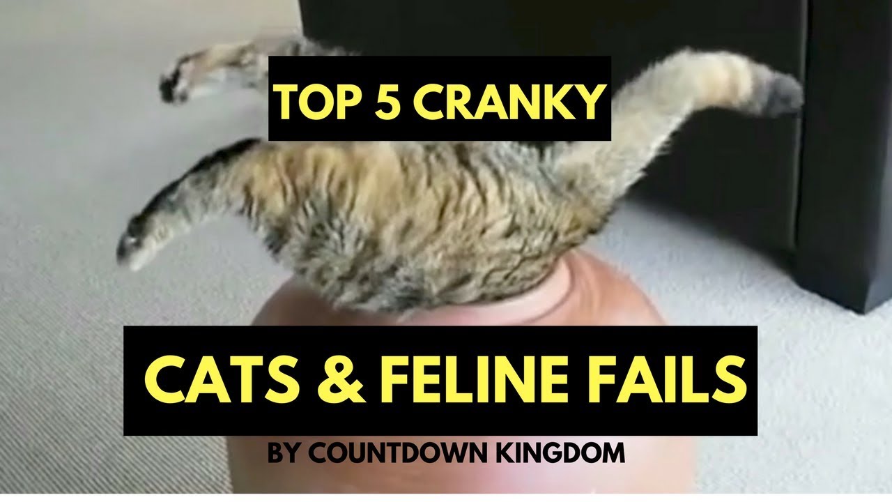 Top 5 Cranky Cats & Feline Fails YouTube