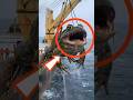 These Animals Have REAL Superpowers 😱 #animals #superpowers #shorts
