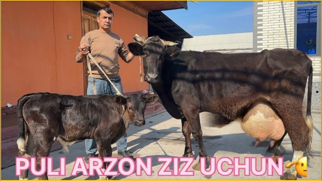 PULI ARZON SIZ UCHUN BIR KO’RING 🫡