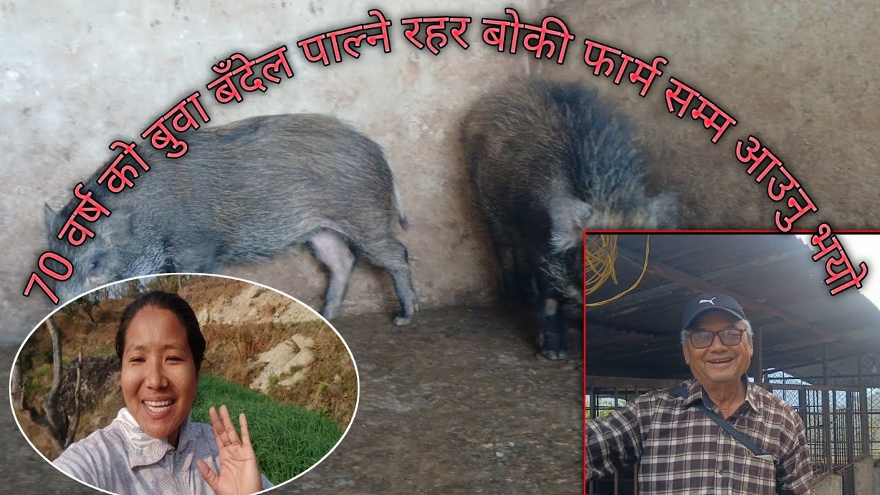 उहाँ बुवा लाई बुढेसकाल मा बँदेल पाल्ले रहर जाग्यो किन होला त भिडियो मा हेर्नुहोस् 9847758258 