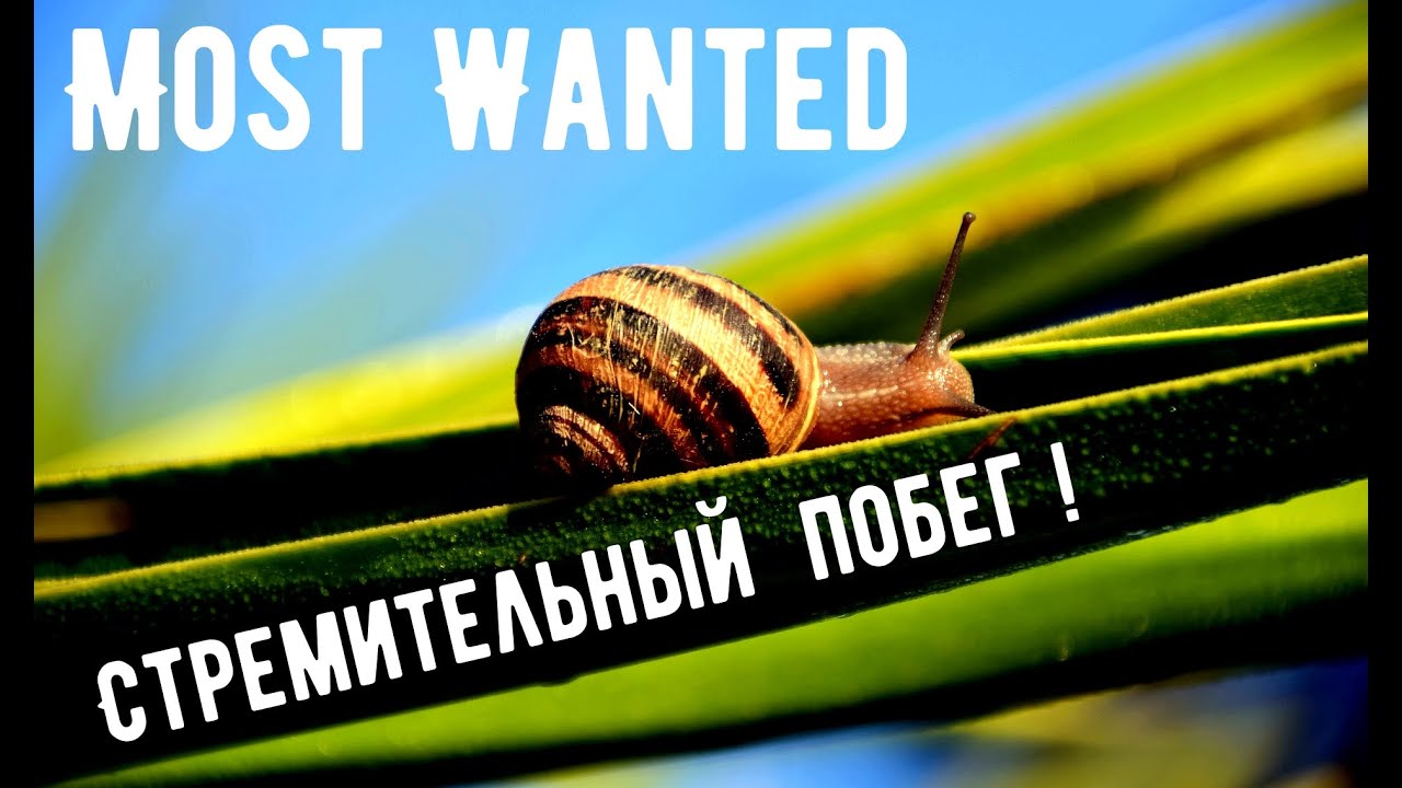 Лепим улитку из холодного фарфора