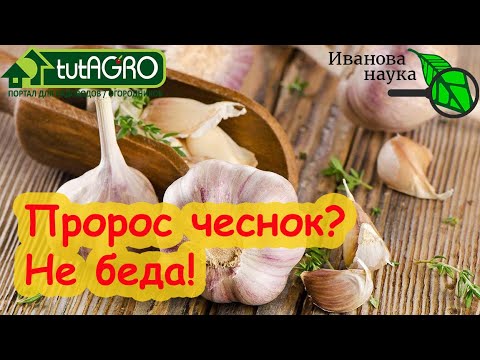 НЕ ВЫБРАСЫВАЙТЕ ПРОРОСШИЙ ЧЕСНОК! Сделайте ТАК с проросшим  чесноком и будете всегда с УРОЖАЕМ!