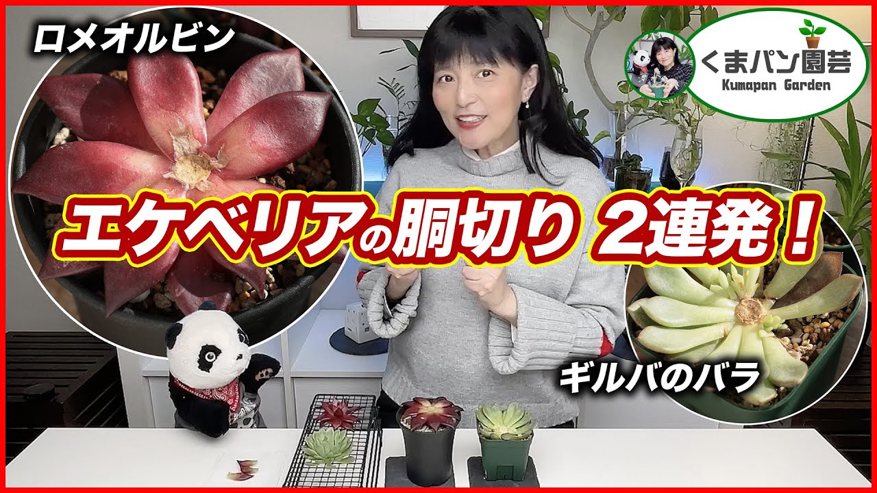 エケベリア・ロメオルビンが増えないので胴切り【多肉植物】【くまパン